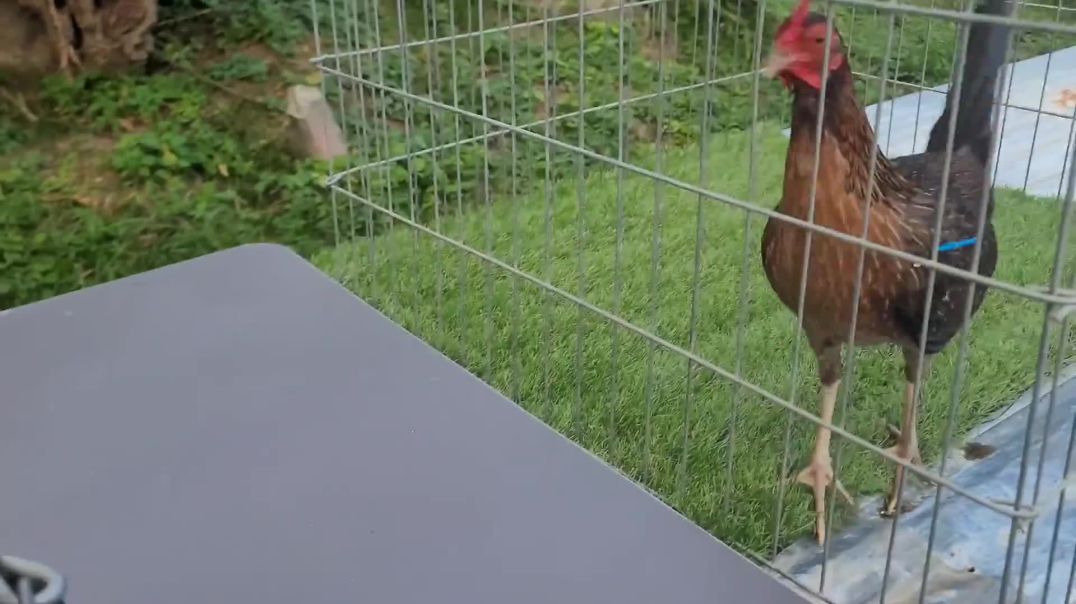 Metodo para las Gallinas Empiezen a Poner Huevos! (Parte 1)